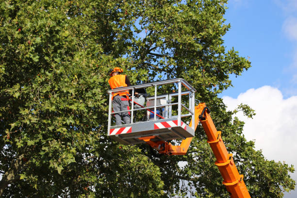 How Our Tree Care Process Works  in  Union Mill, VA